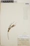Themistoclesia smithiana image