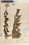 Decodon verticillatus image