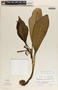Peperomia adscendens image