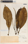 Peperomia adscendens image
