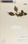 Peperomia albispica image
