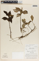 Peperomia albispica image