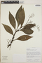 Peperomia austin-smithii image