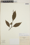 Peperomia austin-smithii image