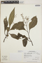 Peperomia austin-smithii image