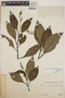 Peperomia austin-smithii image