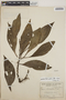 Peperomia austin-smithii image