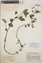 Peperomia blanda image