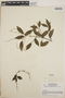 Peperomia blanda image