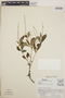 Peperomia blanda image