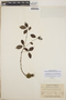 Peperomia blanda image