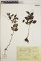 Peperomia blanda image