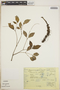 Peperomia blanda image