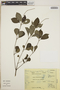 Peperomia blanda image