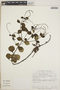 Peperomia blanda image