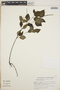 Peperomia blanda image