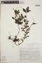 Peperomia blanda image