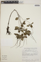 Peperomia blanda image