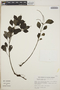 Peperomia blanda image