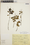Peperomia blanda image