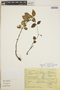Peperomia blanda image