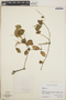 Peperomia blanda image