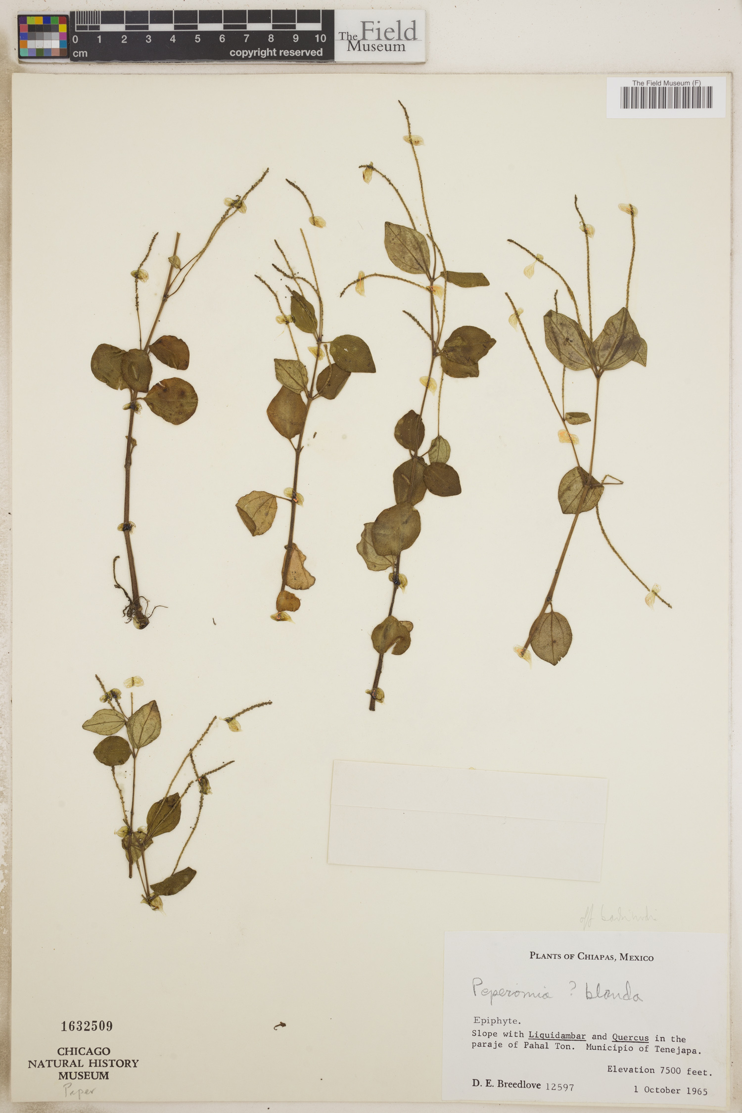 Peperomia blanda image