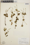 Peperomia blanda image