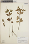 Peperomia blanda image