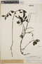 Peperomia blanda image