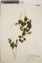 Peperomia blanda image