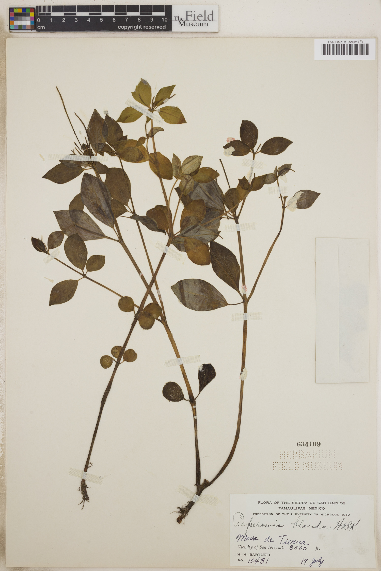 Peperomia blanda image