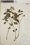 Peperomia blanda image