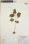 Peperomia blanda image