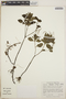 Peperomia blanda image