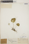 Peperomia claytonioides image