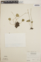 Peperomia claytonioides image