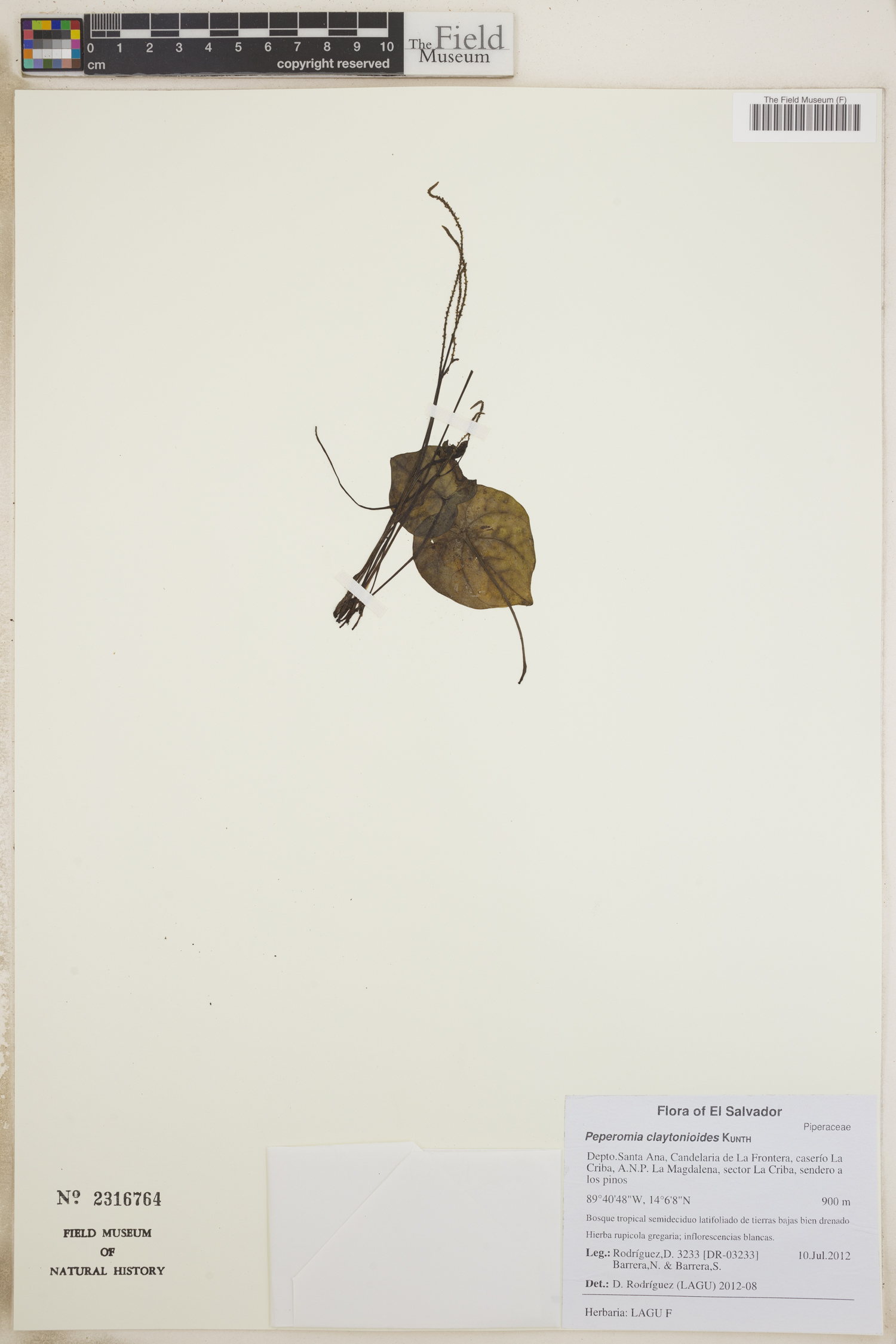 Peperomia claytonioides image