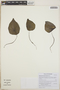 Peperomia claytonioides image