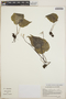 Peperomia claytonioides image