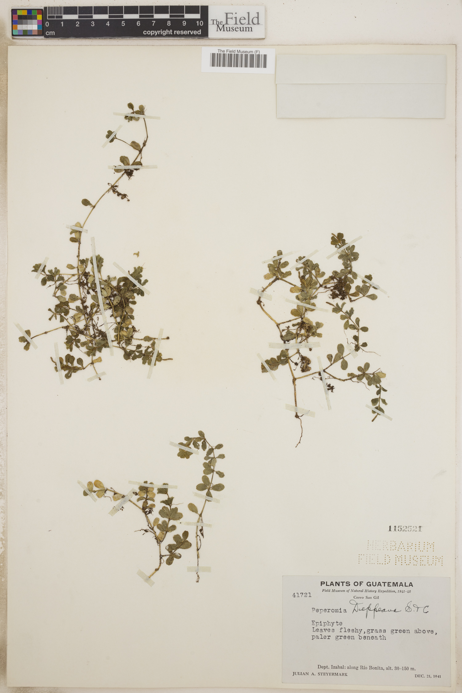 Peperomia deppeana image