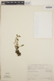 Peperomia deppeana image