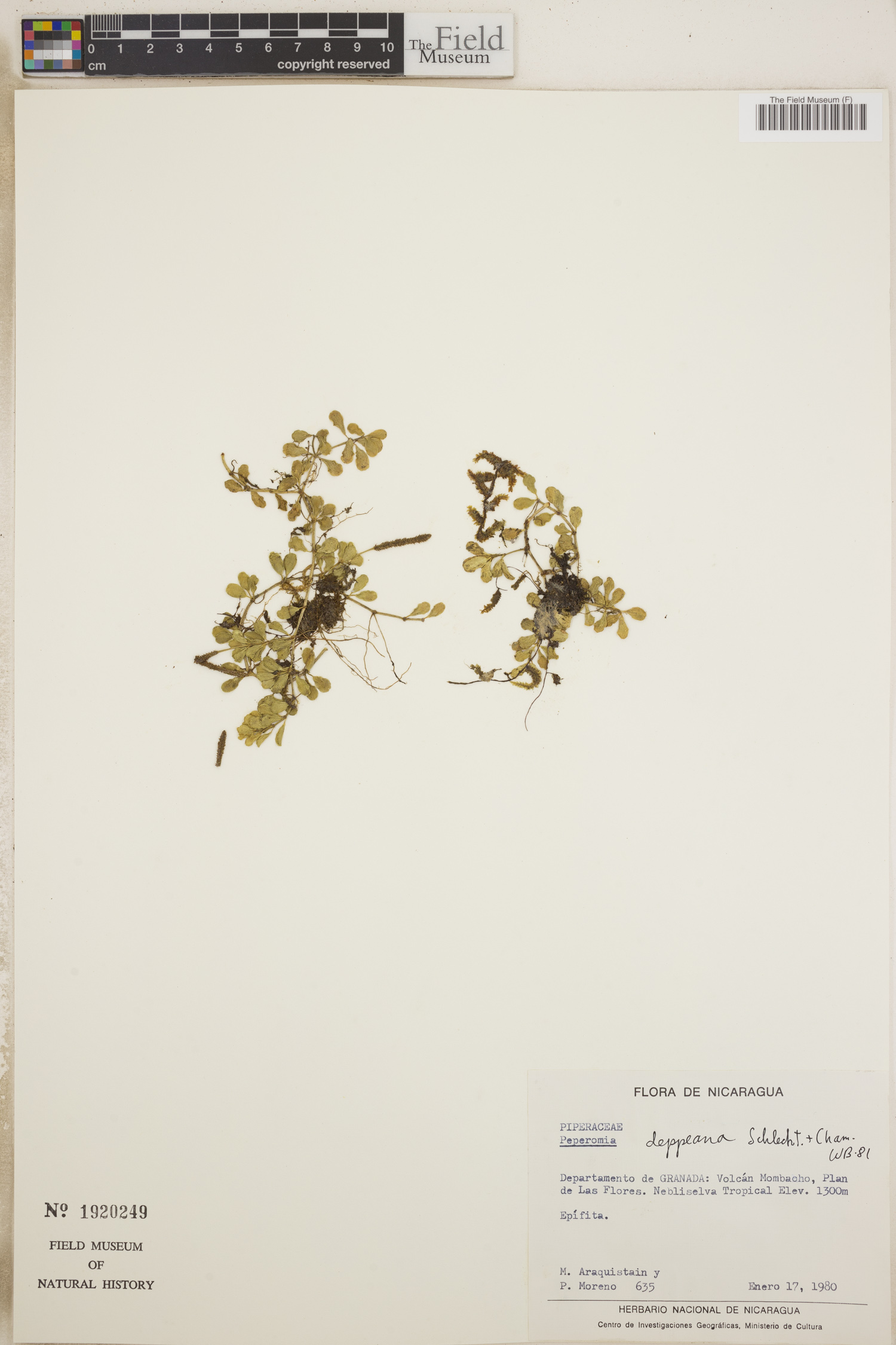Peperomia deppeana image