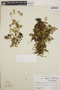 Peperomia deppeana image