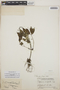 Peperomia blanda image