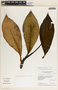Peperomia adscendens image