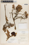 Pernettya prostrata image