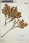 Vaccinium consanguineum image