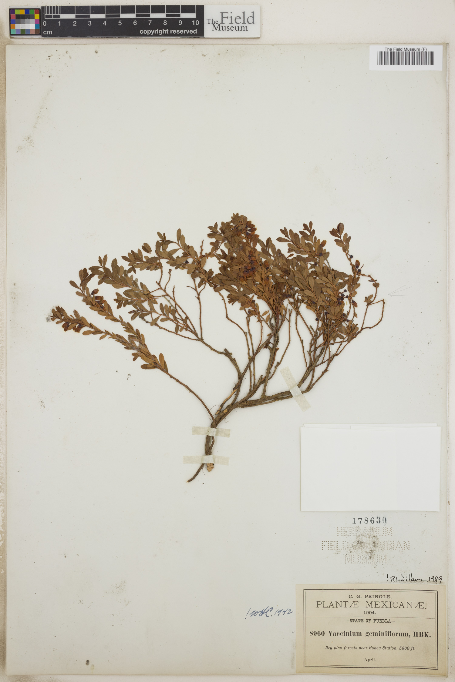 Vaccinium geminiflorum image