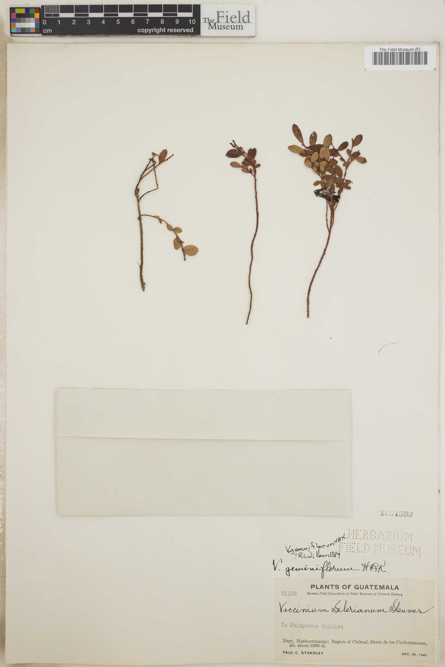 Vaccinium geminiflorum image